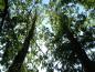 Preview: Urweltmammutbäume wachsen sehr aufrecht