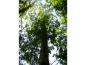 Preview: Der Urweltmammutbaum wird bis zu 35 m hoch.