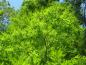 Preview: Sommerlich Nadelfarbe - Urweltmammutbaum
