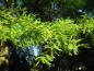 Preview: Nadeln des Urweltmammutbaums im Sonnenschein
