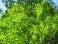 Preview: Die Nadeln des Urweltmammutbaums leuchten hellgrün.