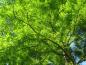 Preview: Ein Urweltmammutbaum mit leuchtend grünen Nadeln