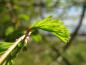 Preview: Zarte, frische Nadeln im Frühjahr - der Urweltmammutbaum
