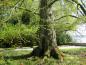 Preview: Stamm eines sehr alten Urweltmammutbaums