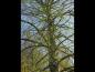 Preview: Urweltmammutbaum: Aufbau der Krone