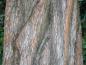 Preview: Schöne Rinde bei Metasequoia glyptostroboides
