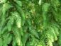 Preview: Metasequoia glyptostroboides: Sommerlaub