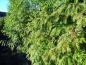 Preview: Heckenartige Bepflanzung mit Metasequoia glyptostroboides