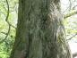 Preview: Schöner Stamm von Metasequoia glyptostroboides