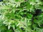 Preview: Sommerliches Laub bei Metasequoia glyptostroboides