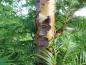 Preview: Metasequoia glyptostroboides, Aufnahme aus dem August