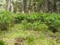 Preview: Kleine Rotfichten, die sich im Wald selbst ausgesät haben