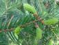 Preview: Frischer Austrieb im Mai bei Picea abies