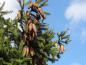 Preview: Zapfenbildung bei Picea abies