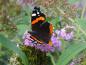 Preview: Wird gerne von Schmetterlinge besucht: Buddleja Fascination