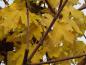 Preview: Gelbes Herbstlaub bei Acer campestre Nanum