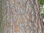Preview: Die Rindenstruktur einer alten Pinus Jeffreyi