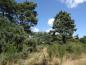 Preview: Der Habitus einer alten Pinus sylvestris (Föhre)