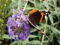 Preview: Gern von Schmetterlingen besucht: Blüte von Buddleja Nanho Blue