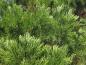 Preview: Immergrüne Nadeln des Sequoiadendron giganteum