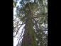 Preview: Der Mammutbaum wird in seiner nordamerikanischen Heimat bis zu 100 m hoch.