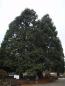 Preview: Sequoiadendron giganteum, Winteraufnahme