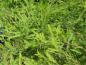 Preview: Hellgrünes Sommerlaub von Taxodium distichum