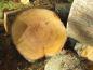 Preview: Das Holz der Sumpfzypresse