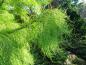 Preview: Grazile Nadeln: Taxodium ascendens Nutans