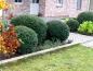 Preview: Taxus baccata als Kugel geschnitten