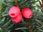 Preview: Rote Beeren von Taxus media Hicksii