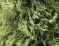 Preview: Thuja occidentalis Columna