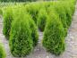 Preview: Thuja occidentalis Columna