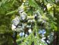 Preview: Zapfen des Hiba-Lebensbaums