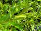 Preview: Salix meyeriana