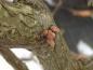 Preview: Häufig bilden Haselnüsse am alten Holz Augen, die später Blätter und Triebe bilden.