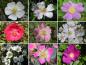 Preview: Die Blütenvielfalt der Wildrosen