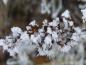 Preview: Fruchtstand von Buddleja Royal Red im Winter