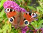 Preview: Die Blüte der Buddleja Royal Red hat Besuch vom Schmetterling