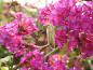 Preview: Buddleja Royal Red