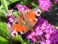 Preview: Beliebter Landeplatz für Schmetterlinge: Schmetterlingsflieder Royal Red