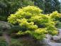 Preview: Acer shirasawanum Aureum - japanischer Goldahorn als Solitär