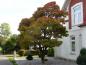 Preview: Sehr altes Exemplar des japanischen Goldahorns (Acer shirasawanum Aureum) mit beginnender oranger Herbstfärbung