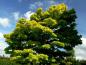 Preview: Sehr altes Exemplar von Acer shirasawanum Aureum mit goldgelbem Laub im Sommer