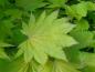 Preview: frischgrünes Blatt des Japanischen Goldahorn (Acer shirasawanum Aureum)