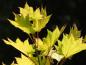 Preview: Acer shirasawanum Aureum - frischer gelbgrüner Austrieb