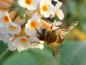 Preview: Schmetterlingsflieder Sungold mit Schwebfliege
