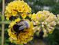 Preview: Farbe und kugelige Blütenform sind typisch für Buddleja Sungold