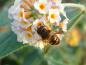 Preview: Ideale Nahrungsquelle für Insekten: Sommerflieder Sungold