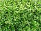 Preview: Salix nakurama var. yezoalpina als Bodendecker